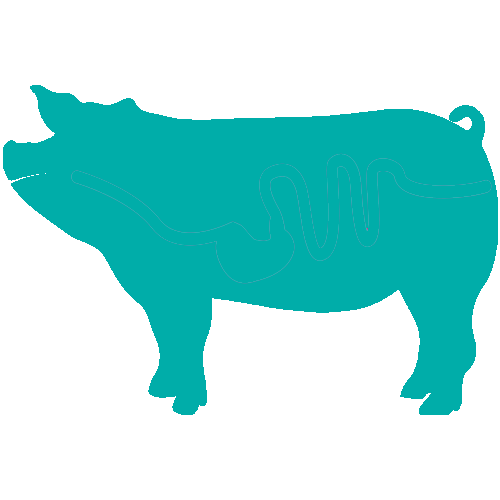 Swine