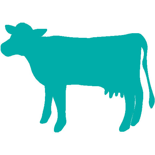 Ruminant